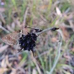 Unidentified Skipper (Hesperiidae) by Aussiegall