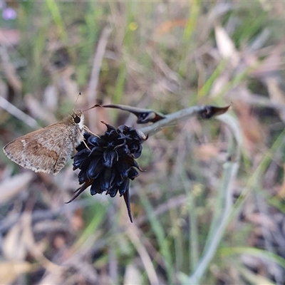 Unverified Skipper (Hesperiidae) by Aussiegall
