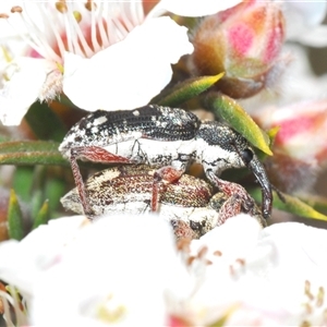 Aoplocnemis rufipes at Tinderry, NSW - 9 Nov 2024