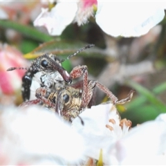 Aoplocnemis rufipes at Tinderry, NSW - 9 Nov 2024