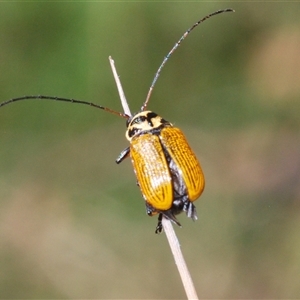 Cadmus (Cadmus) aurantiacus at Tinderry, NSW - 9 Nov 2024 02:25 PM