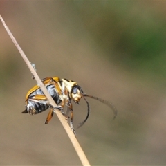 Cadmus (Cadmus) aurantiacus at Tinderry, NSW - 9 Nov 2024