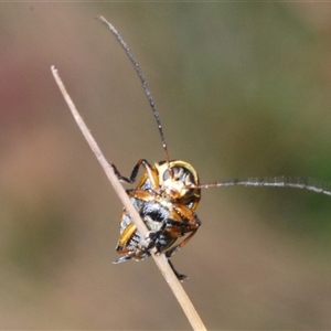 Cadmus (Cadmus) aurantiacus at Tinderry, NSW - 9 Nov 2024