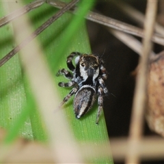 Maratus scutulatus (A jumping spider) at Tinderry, NSW - 9 Nov 2024 by Harrisi