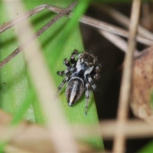 Maratus scutulatus at Tinderry, NSW - 9 Nov 2024