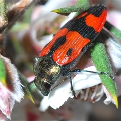 Castiarina delectabilis (A jewel beetle) at Tinderry, NSW - 9 Nov 2024 by Harrisi