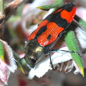 Castiarina delectabilis at Tinderry, NSW - suppressed