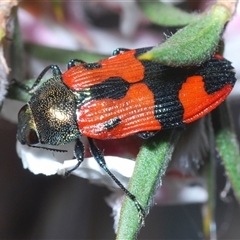 Castiarina delectabilis at Tinderry, NSW - 9 Nov 2024