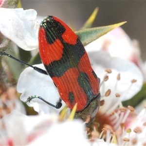 Castiarina delectabilis at Tinderry, NSW - 9 Nov 2024