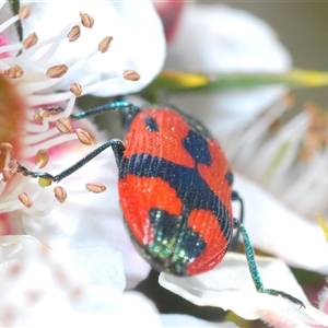 Castiarina delectabilis at Tinderry, NSW - 9 Nov 2024