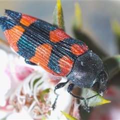 Castiarina kershawi (A jewel beetle) at Tinderry, NSW - 9 Nov 2024 by Harrisi