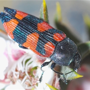 Castiarina kershawi at Tinderry, NSW - 9 Nov 2024