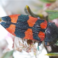 Castiarina kershawi at Tinderry, NSW - 9 Nov 2024