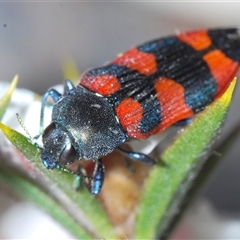 Castiarina kershawi at Tinderry, NSW - 9 Nov 2024