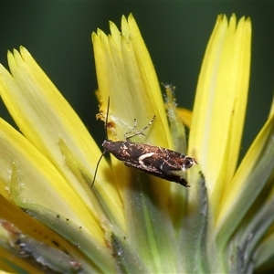 Glyphipterix acinacella at Yarralumla, ACT - 5 Nov 2024