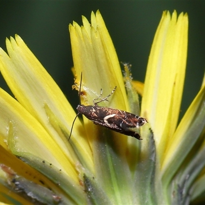 Glyphipterix (genus) (A sedge moth) at Yarralumla, ACT - 5 Nov 2024 by TimL