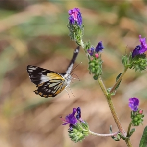 Belenois java at Throsby, ACT - 9 Nov 2024