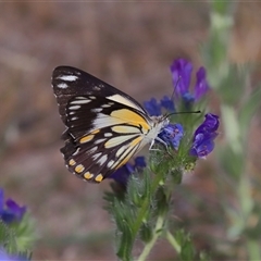 Belenois java at Throsby, ACT - 9 Nov 2024