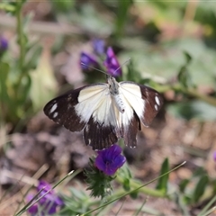 Belenois java at Throsby, ACT - 9 Nov 2024