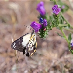 Belenois java at Throsby, ACT - 9 Nov 2024