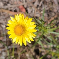 Xerochrysum viscosum (Sticky Everlasting) at Hawker, ACT - 9 Nov 2024 by sangio7