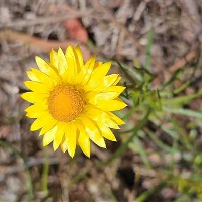 Xerochrysum viscosum (Sticky Everlasting) at Hawker, ACT - 9 Nov 2024 by sangio7