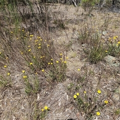 Xerochrysum viscosum at Hawker, ACT - 9 Nov 2024