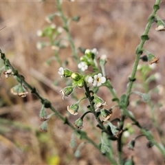 Hackelia suaveolens (Sweet Hounds Tongue) at Hawker, ACT - 9 Nov 2024 by sangio7