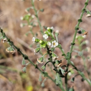 Hackelia suaveolens at Hawker, ACT - 9 Nov 2024