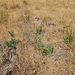 Hackelia suaveolens at Hawker, ACT - 9 Nov 2024