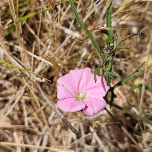 Convolvulus angustissimus subsp. angustissimus at Hawker, ACT - 9 Nov 2024