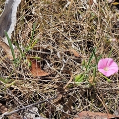 Convolvulus angustissimus subsp. angustissimus at Hawker, ACT - 9 Nov 2024