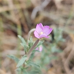 Epilobium billardiereanum (Willowherb) at Hawker, ACT - 9 Nov 2024 by sangio7