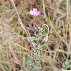 Epilobium billardiereanum at Hawker, ACT - 9 Nov 2024 02:53 PM