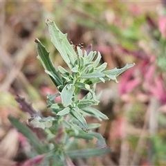 Epilobium billardiereanum at Hawker, ACT - 9 Nov 2024