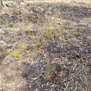 Austrostipa scabra at Hawker, ACT - 9 Nov 2024