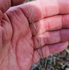 Austrostipa scabra at Hawker, ACT - 9 Nov 2024 03:10 PM