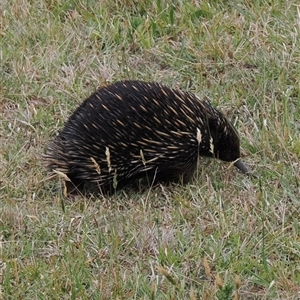 Tachyglossus aculeatus at Kangaroo Valley, NSW - suppressed