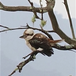 Dacelo novaeguineae at Kangaroo Valley, NSW - suppressed