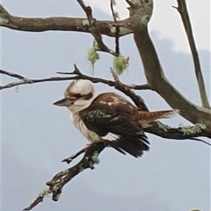 Dacelo novaeguineae at Kangaroo Valley, NSW - 9 Nov 2024