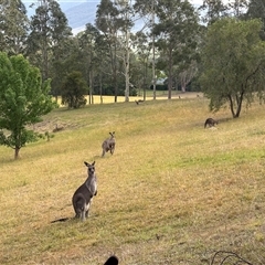 Macropus giganteus (Eastern Grey Kangaroo) at Kangaroo Valley, NSW - 9 Nov 2024 by lbradley