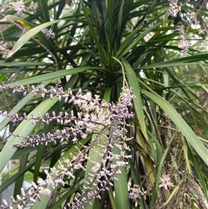 Cordyline stricta at Hydes Creek, NSW - 10 Nov 2024 07:22 AM