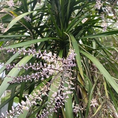 Cordyline stricta (Narrow-leaved Palm Lily) at Hydes Creek, NSW - 10 Nov 2024 by jason_john