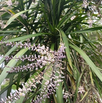 Unidentified Plant at Hydes Creek, NSW - 9 Nov 2024 by jason_john