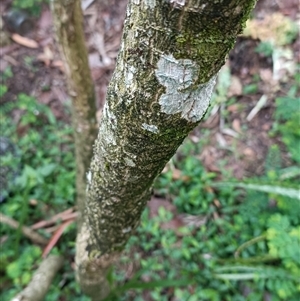 Cordyline stricta at Hydes Creek, NSW - 10 Nov 2024 07:22 AM