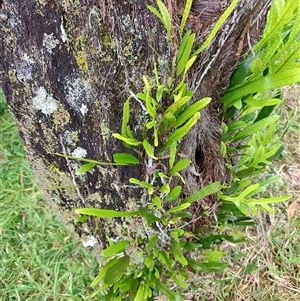 Zealandia pustulata at Strahan, TAS - 9 Nov 2024