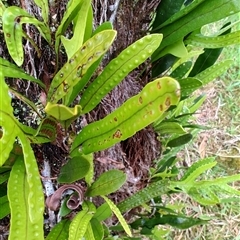 Zealandia pustulata at Strahan, TAS - suppressed