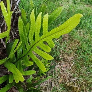 Zealandia pustulata at Strahan, TAS - 9 Nov 2024