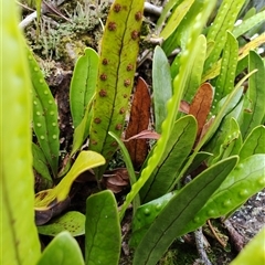 Zealandia pustulata at Strahan, TAS - 9 Nov 2024