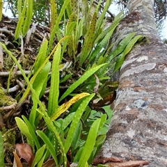 Zealandia pustulata at Strahan, TAS - 9 Nov 2024